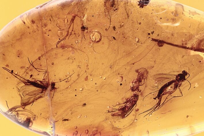 Fossil Spider, False Flower Beetle, and Fungus Gnats In Baltic Amber #294390